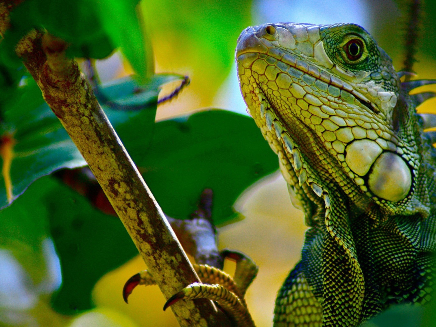 Зеленая ящерица на ветке