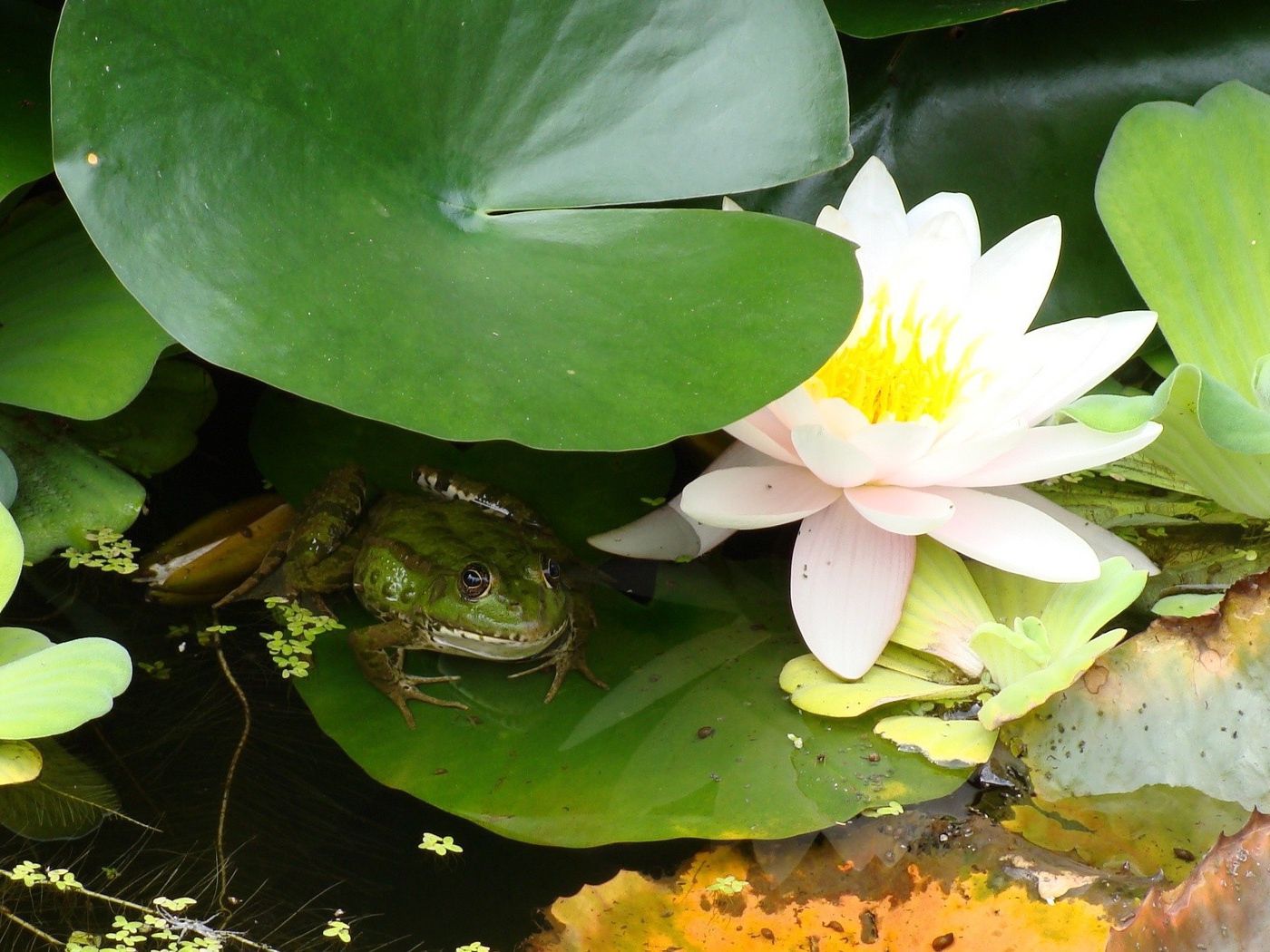 Лягушка сидит у лилии