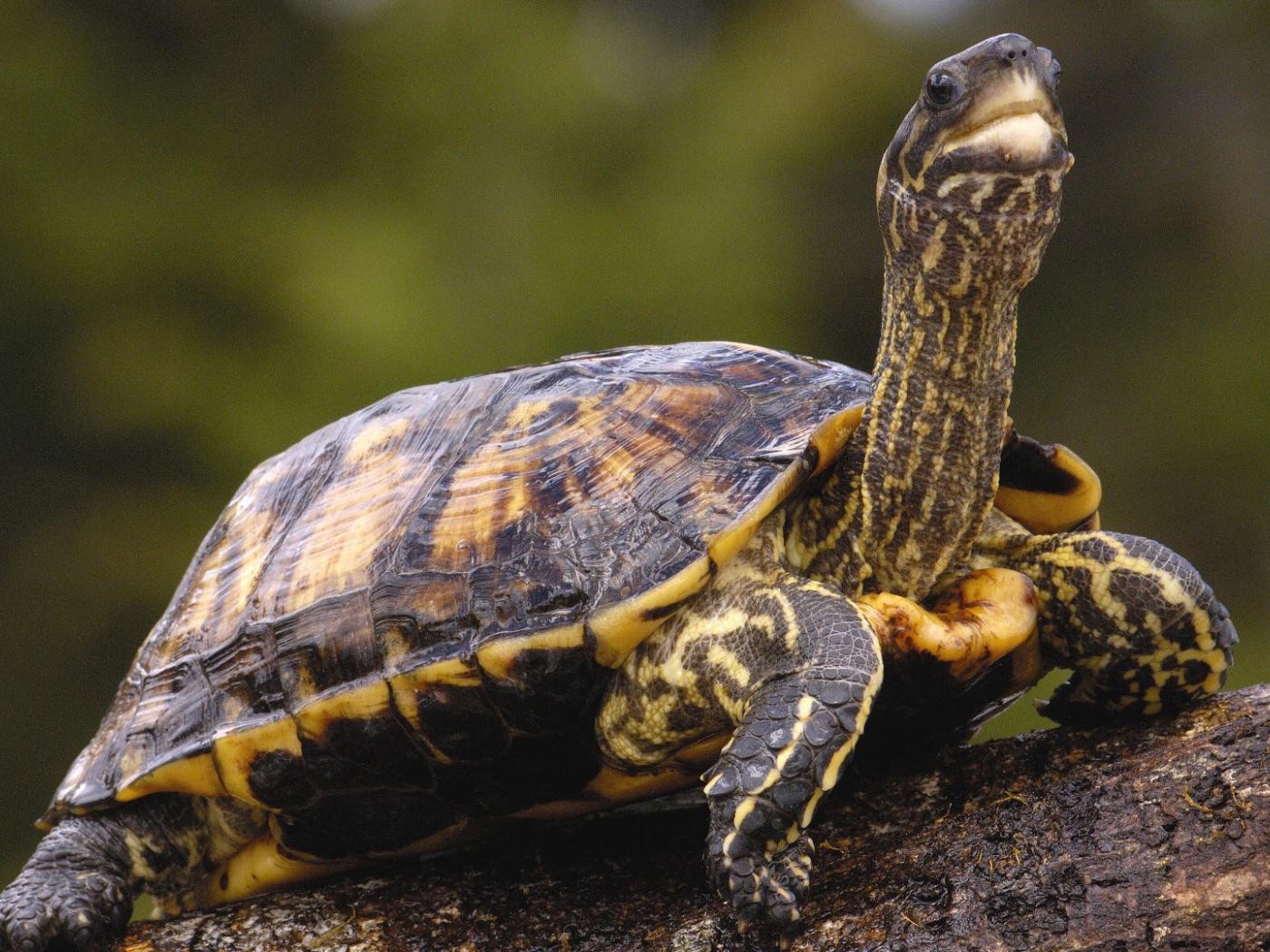 Черепаха с длинной шеей