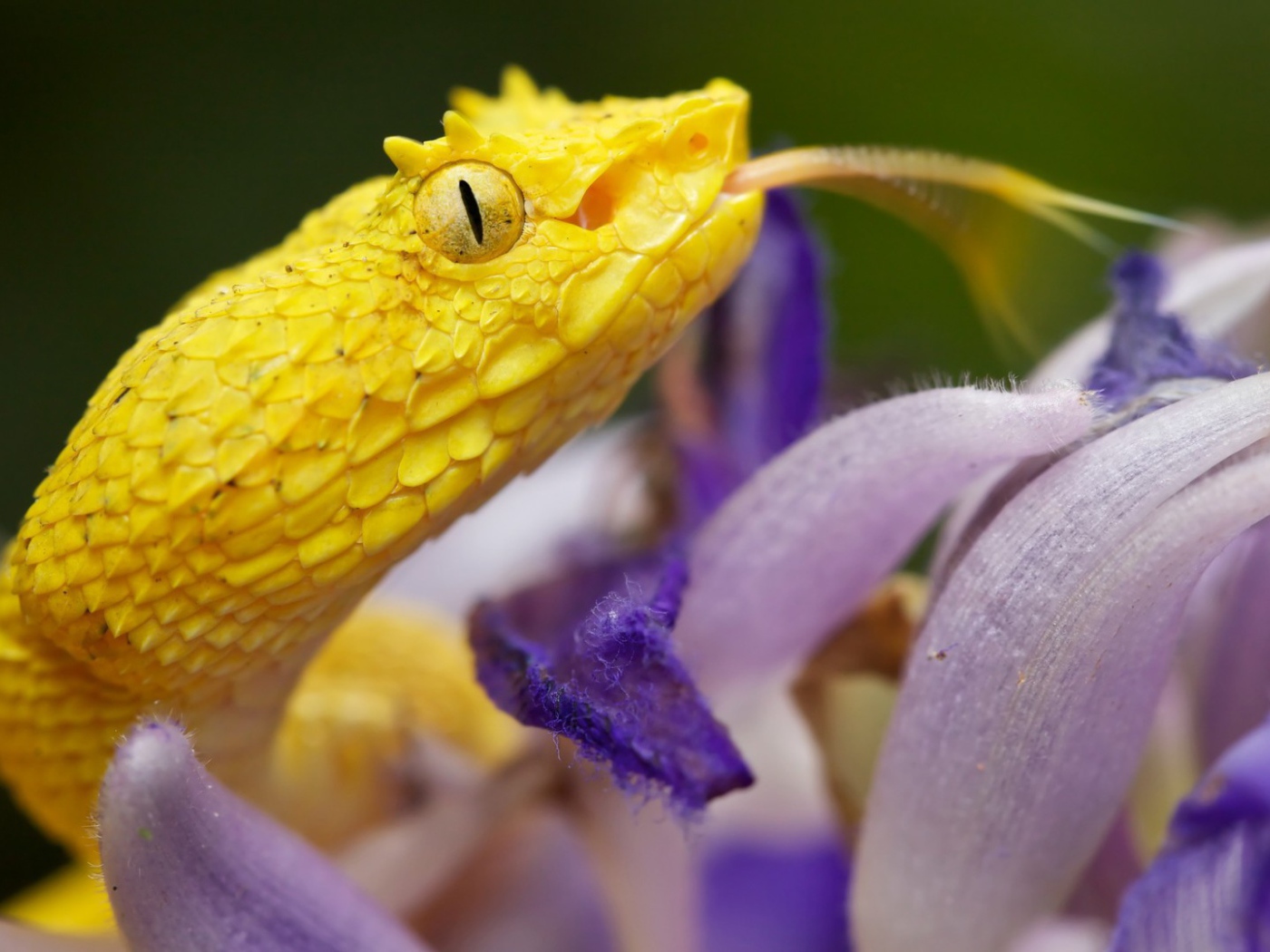 Желтая змея