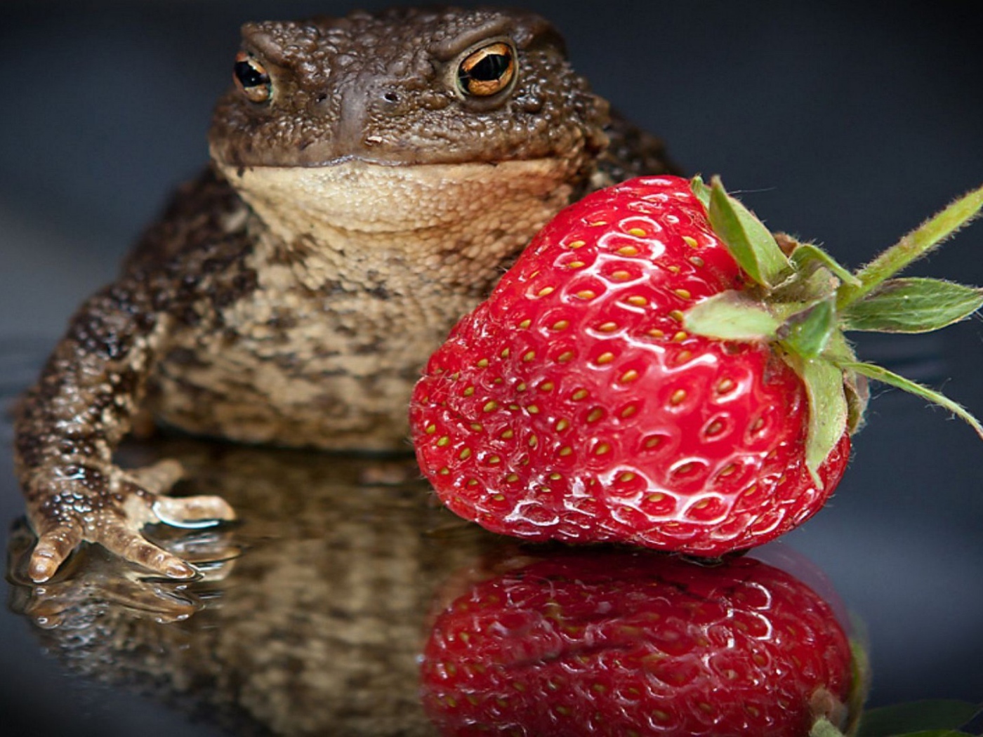 Лягушка с клубникой