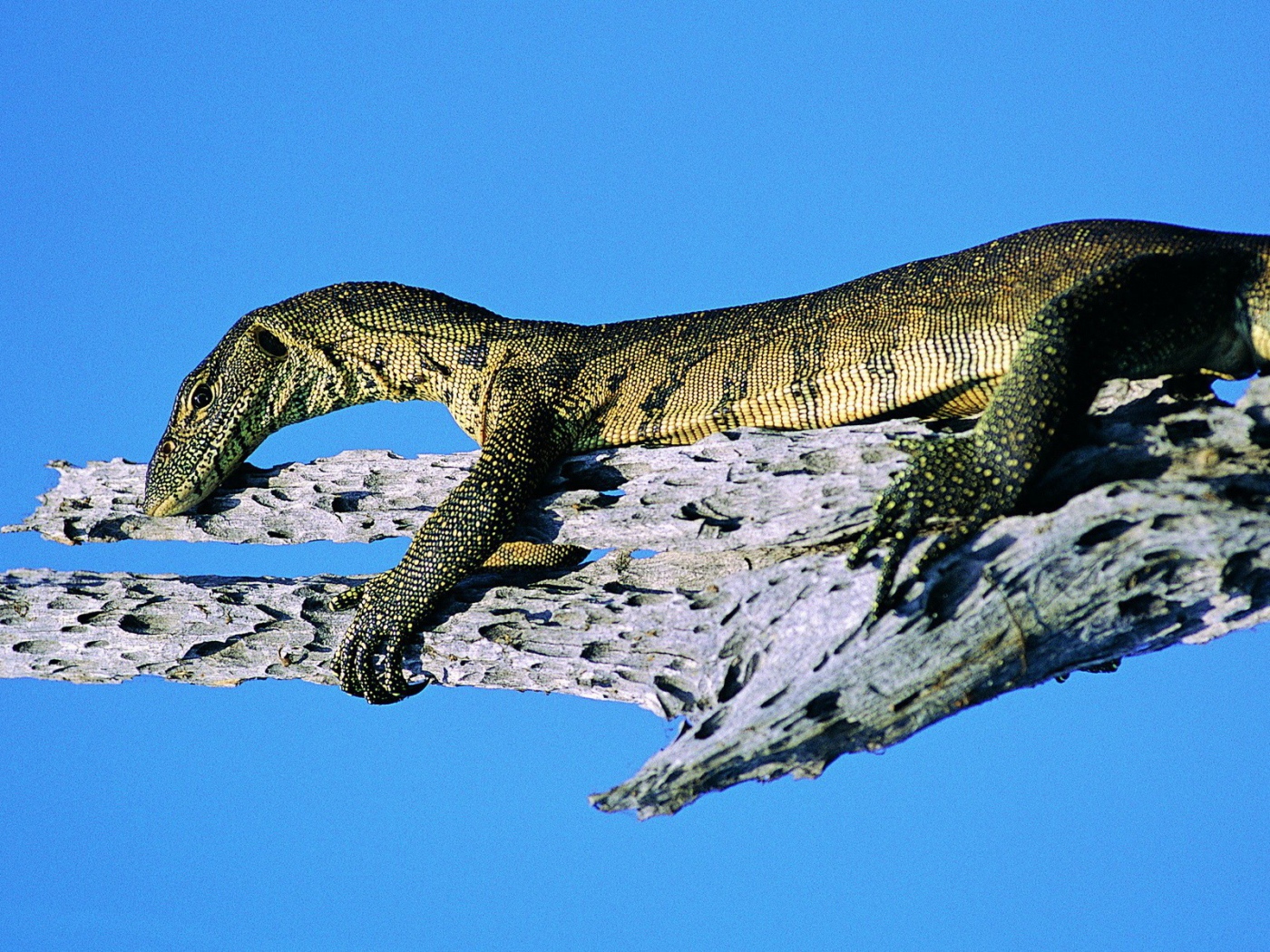 Ящерица на синем фоне