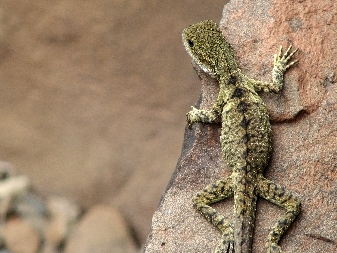 Ящерица на скале