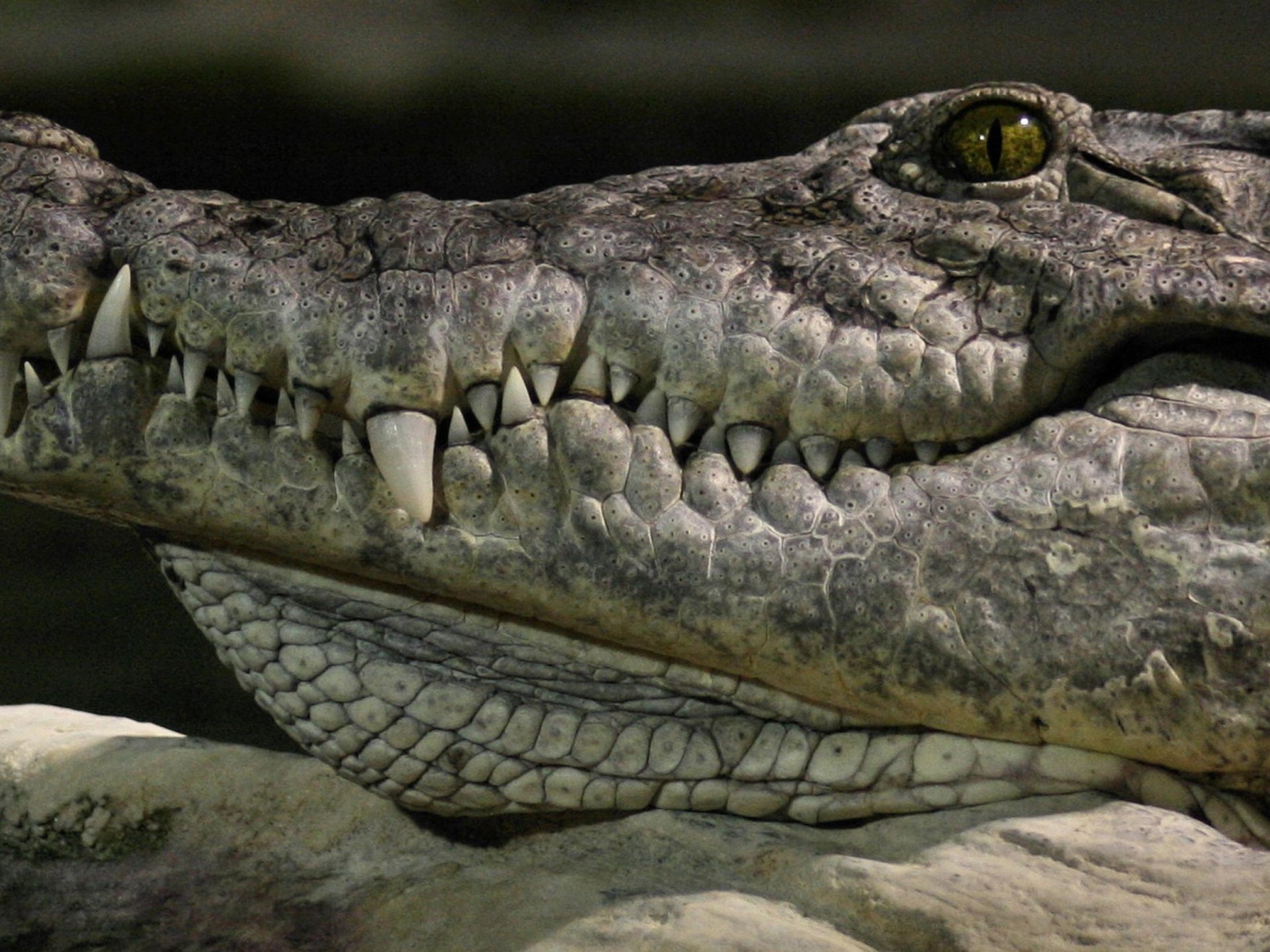 Голова крокодила