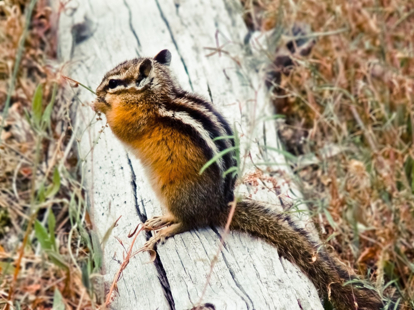 Бурундук сидит на бревне