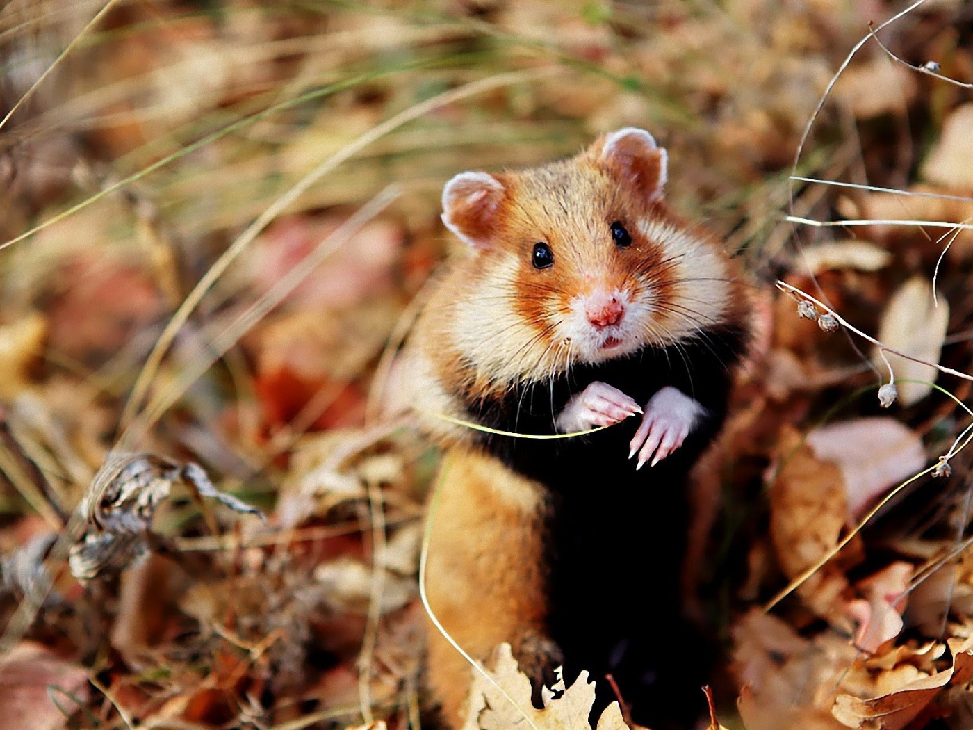 Хомяк сидит в траве