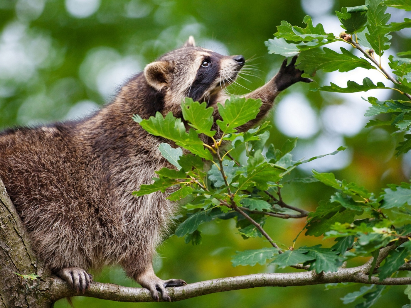 Енот сидит на ветке