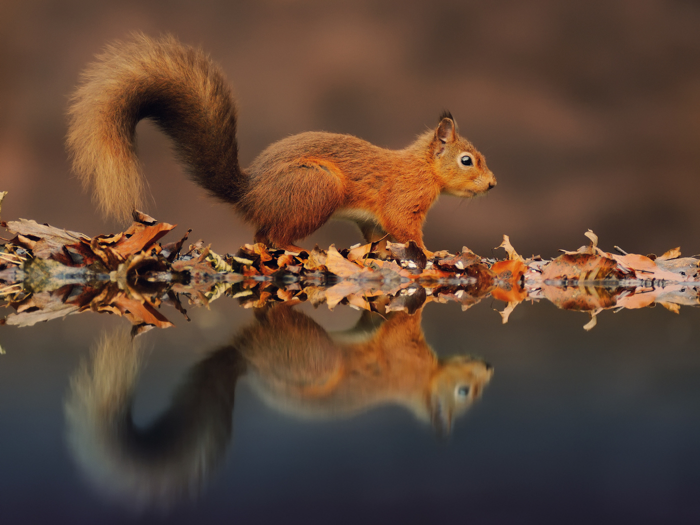 Белка и её отражение