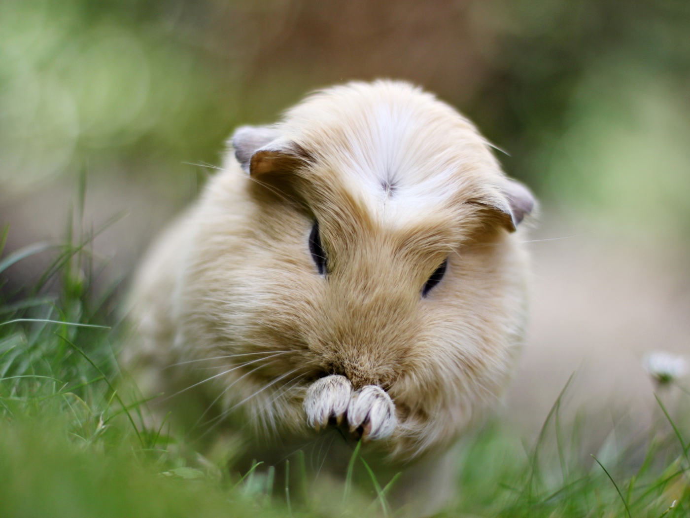 Морская свинка