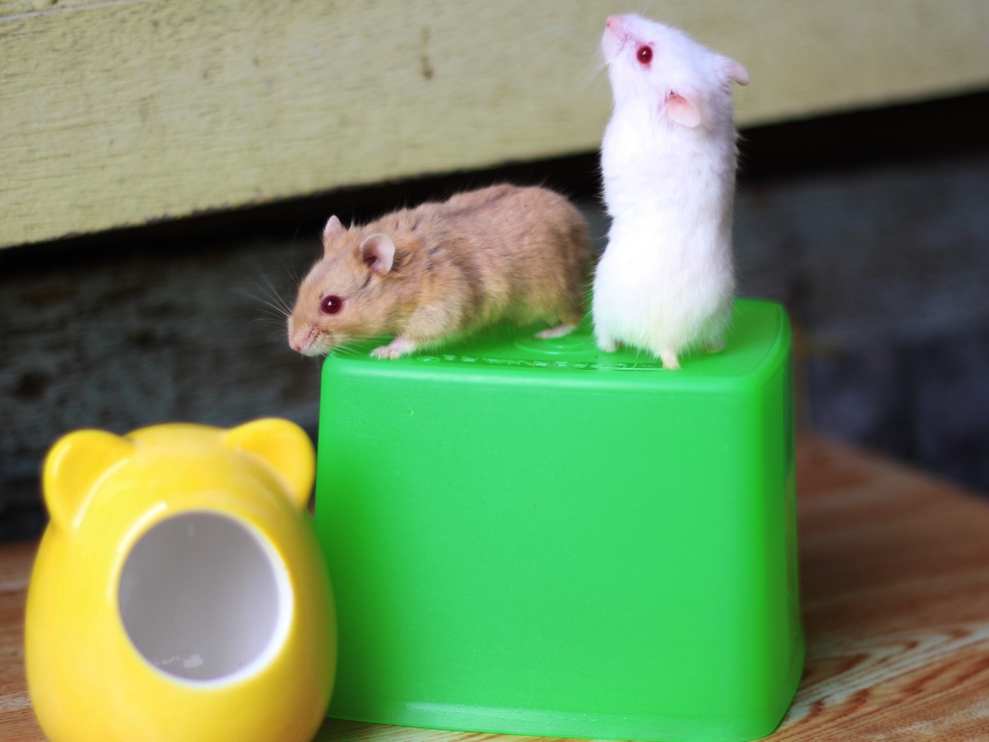 Мыши на свече