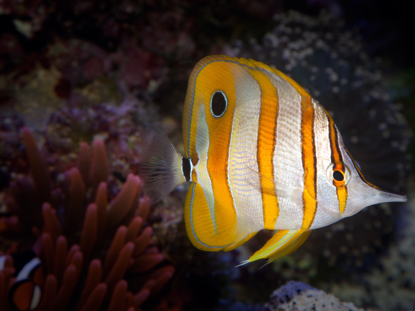 Аквариумная рыбка бабочка