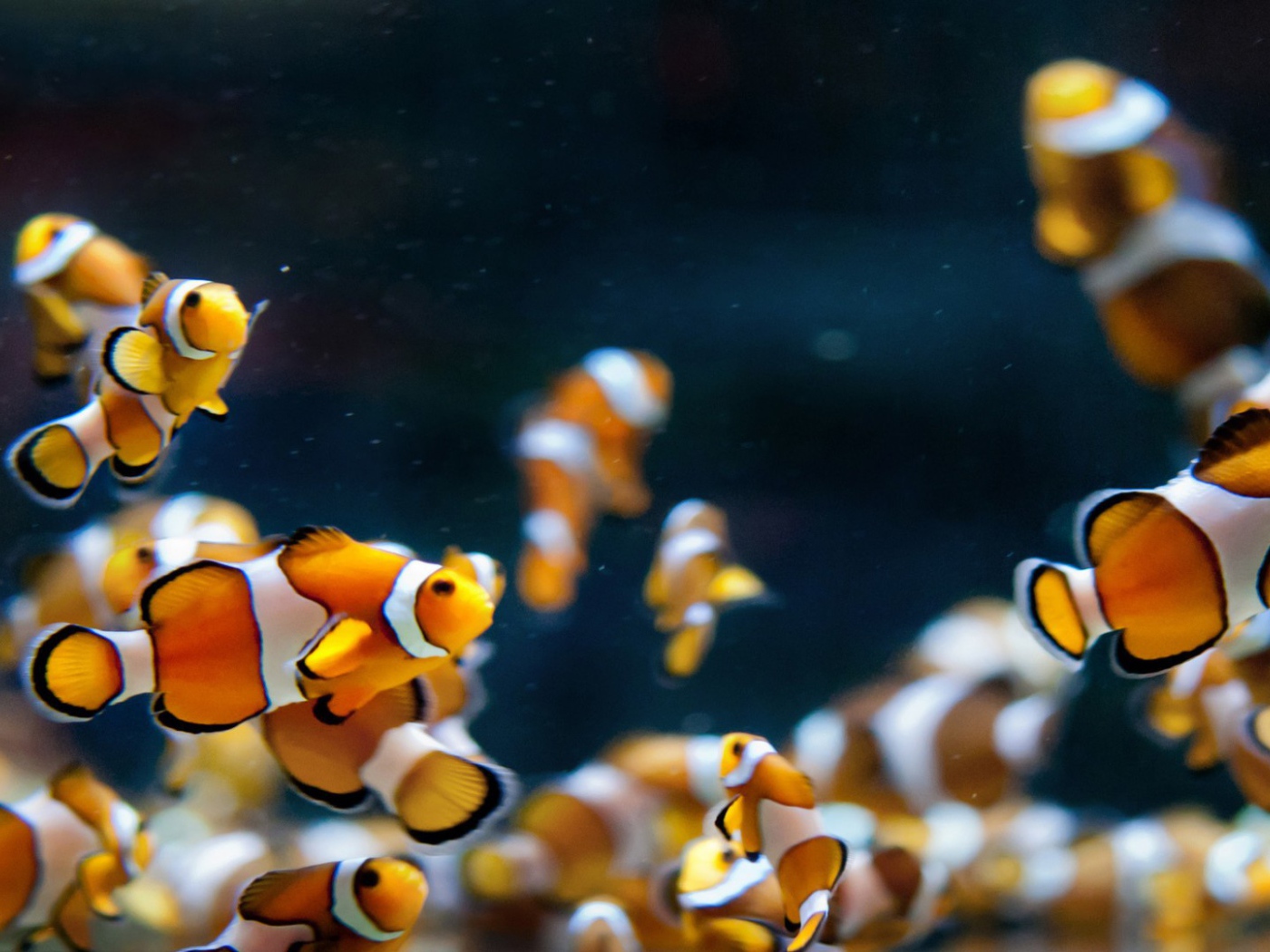 Аквариумные рыбки