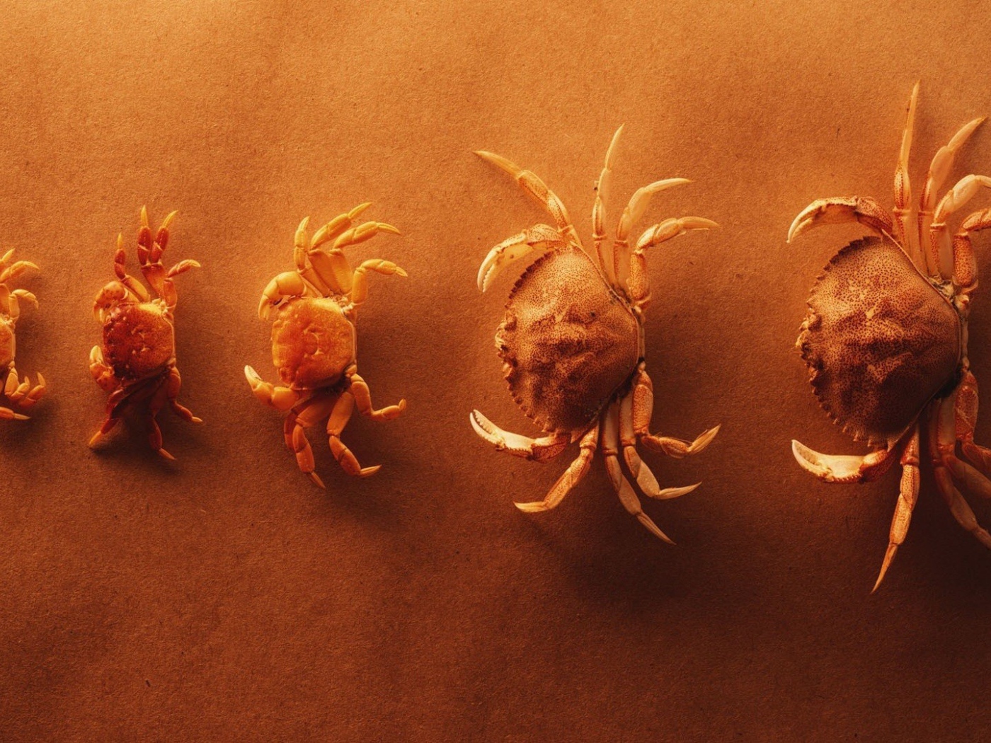 Крабы выстроились по росту