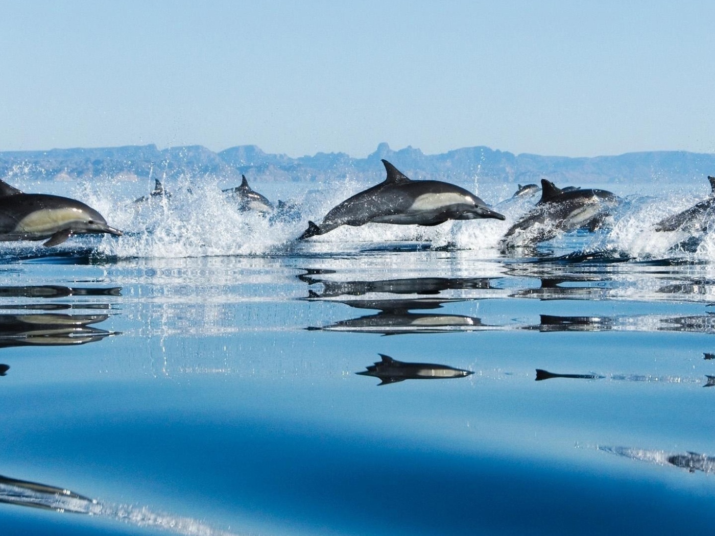 Дельфины в море