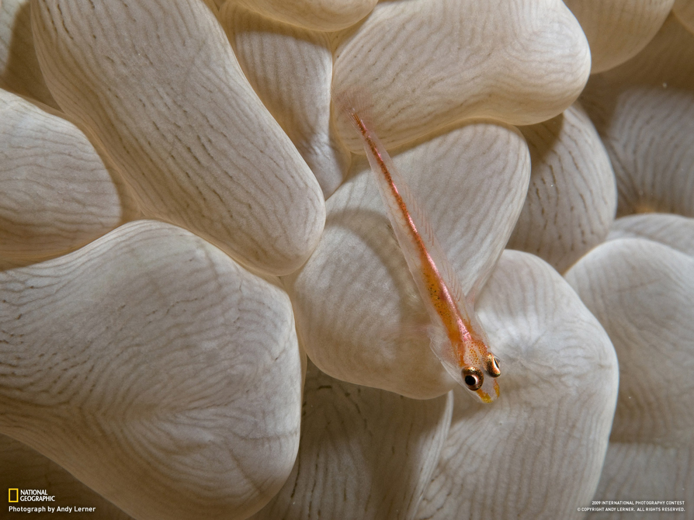 Маленькая рыба