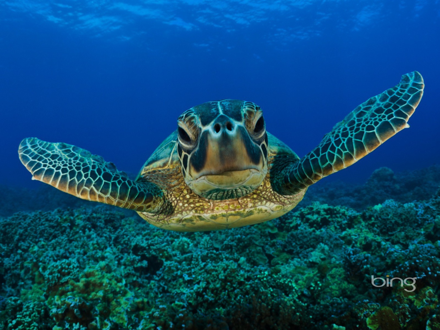 Портрет морской черепахи