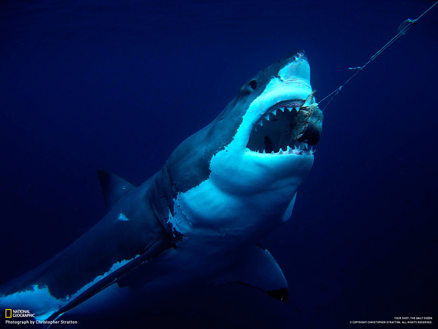 Акула хватает приманку