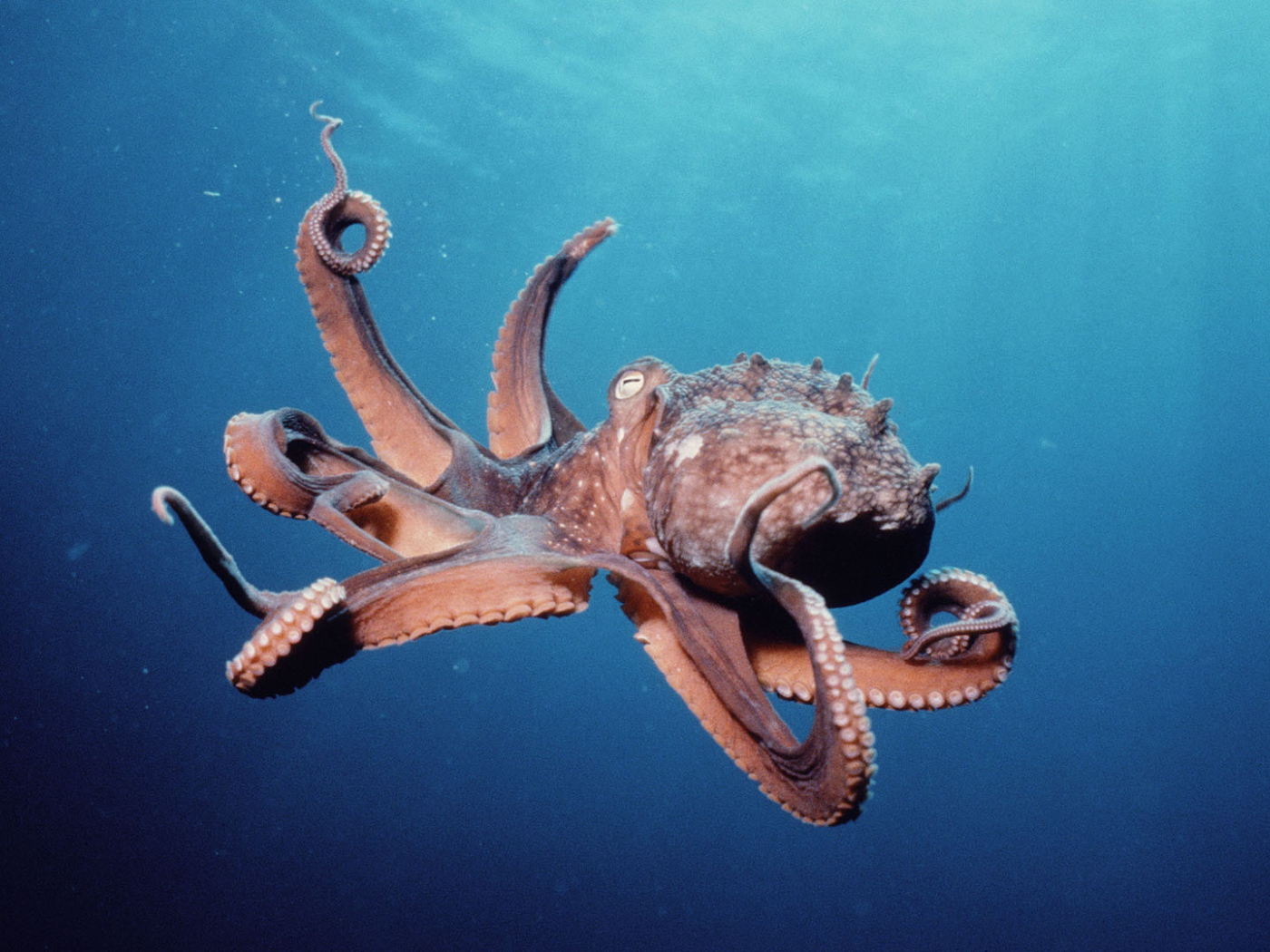 Осьминог в океане