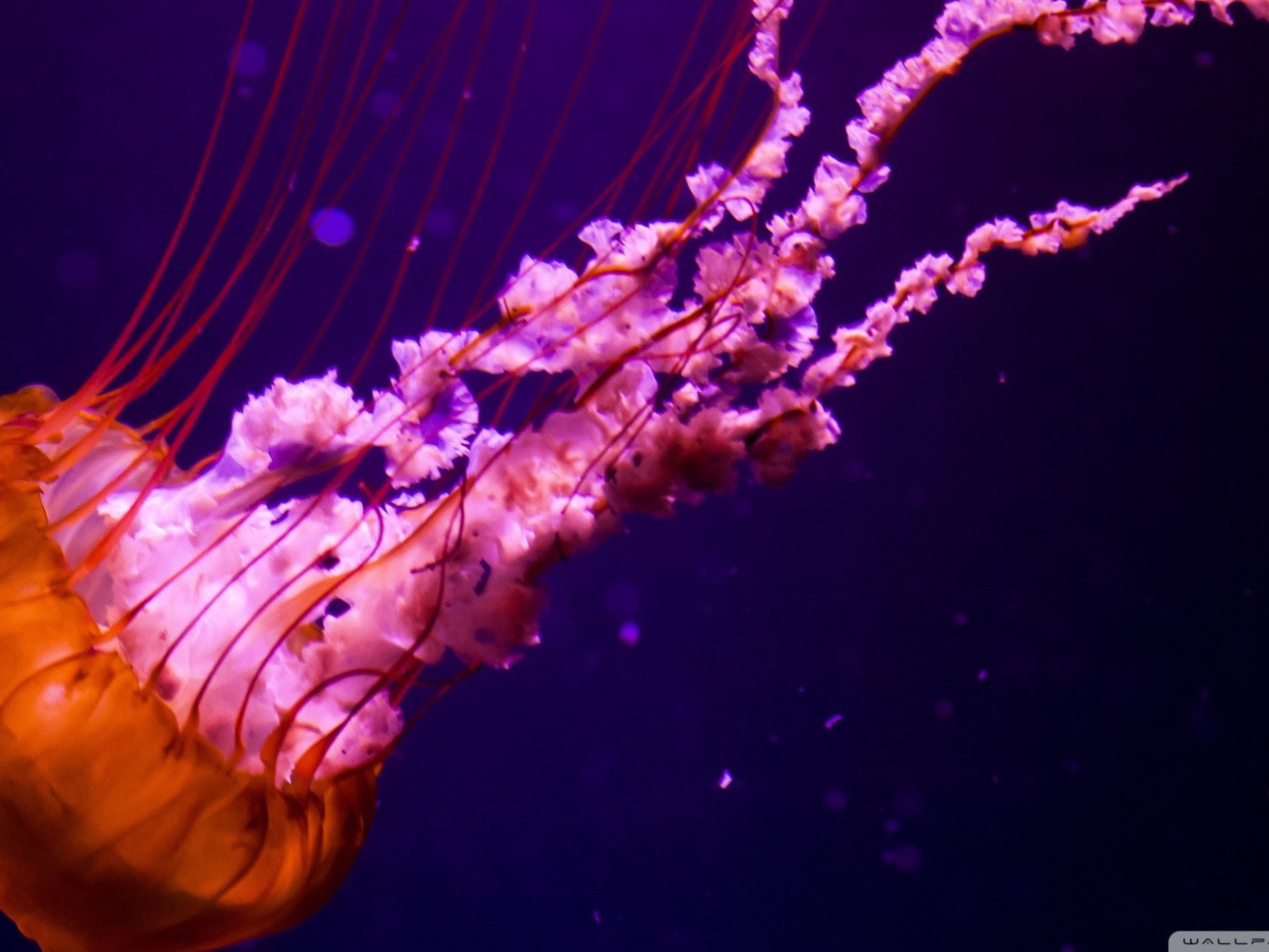 Оранжевая медуза