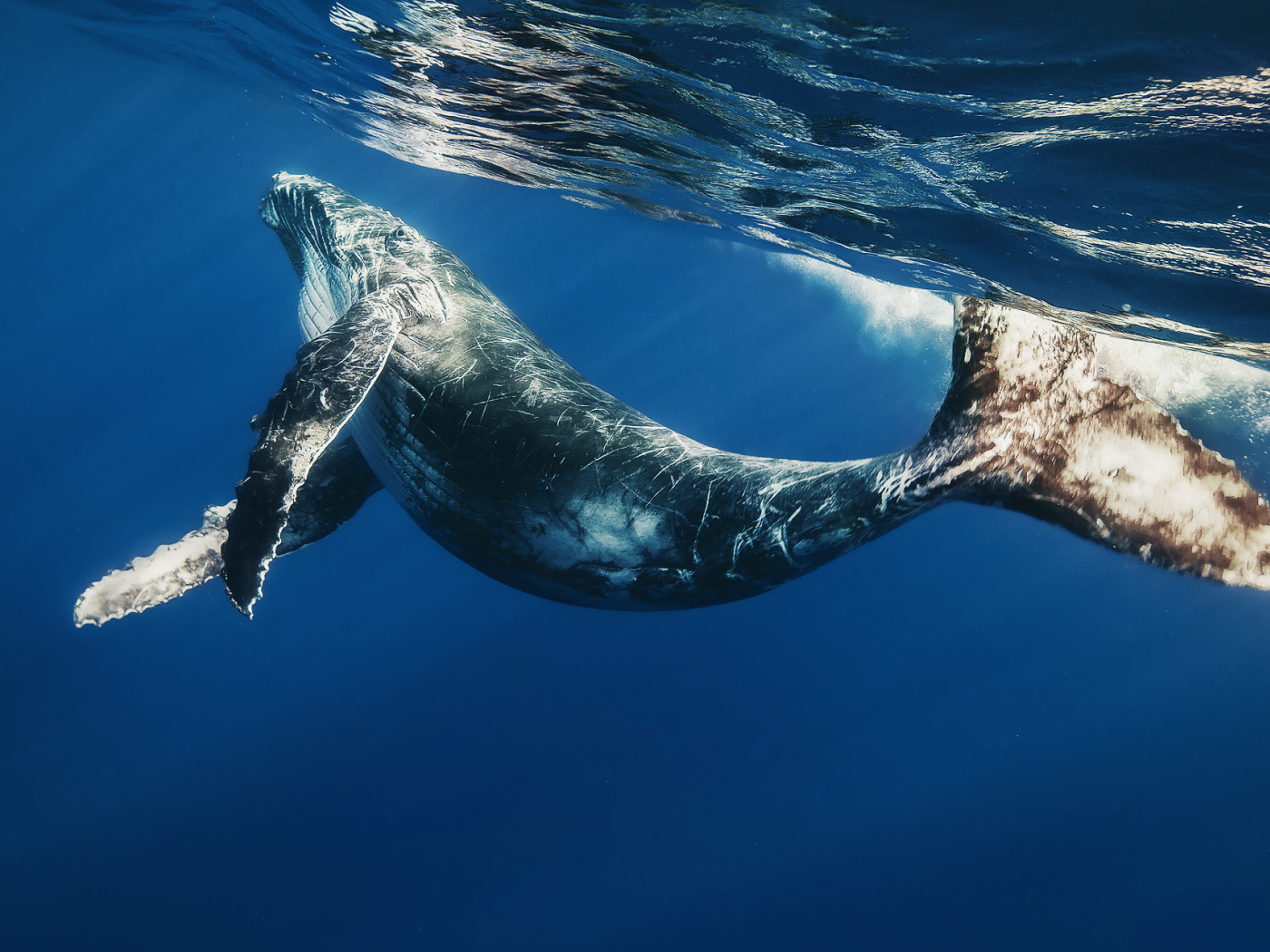 Детеныш кита под водой