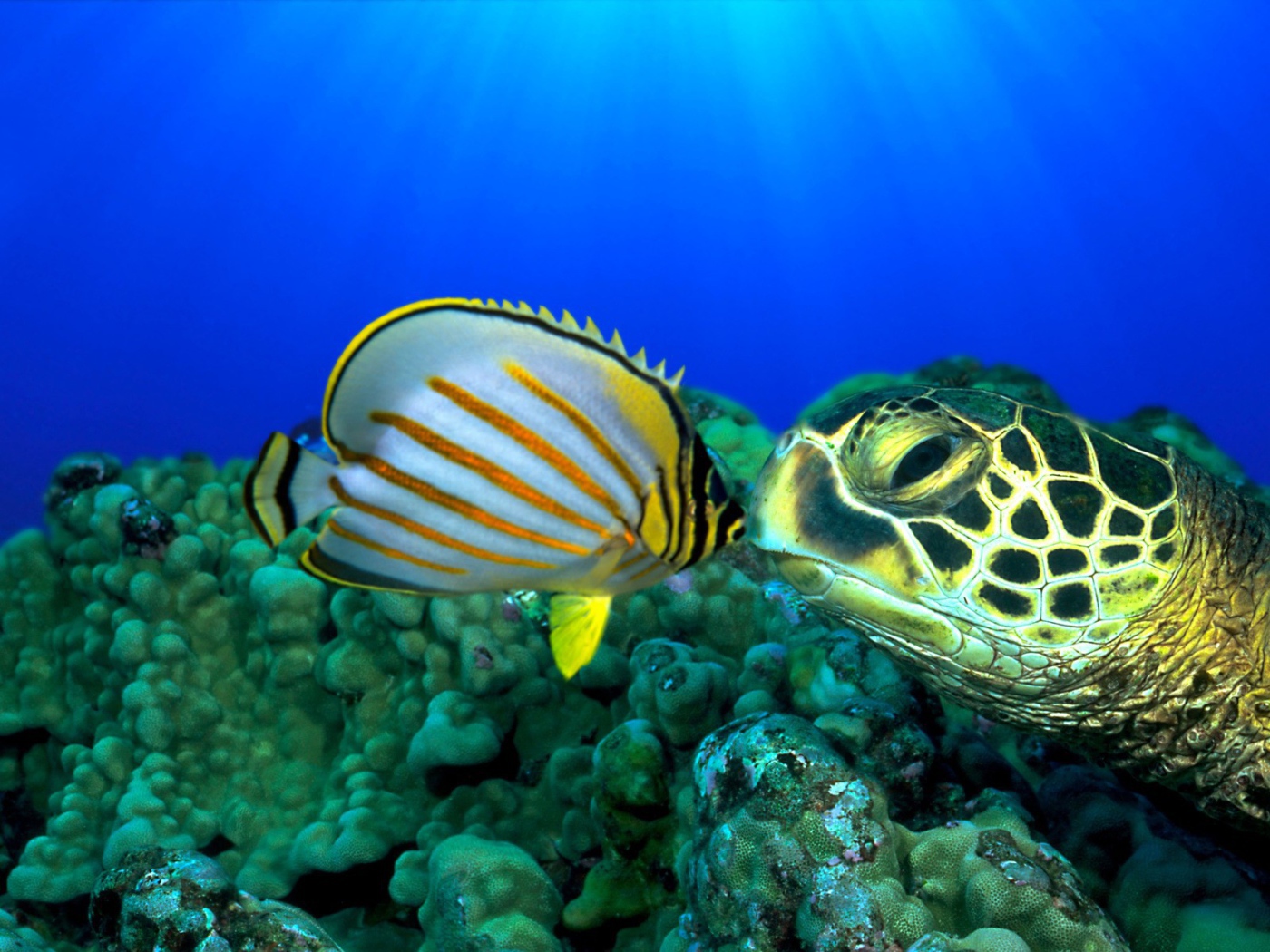 Черепаха и рыба