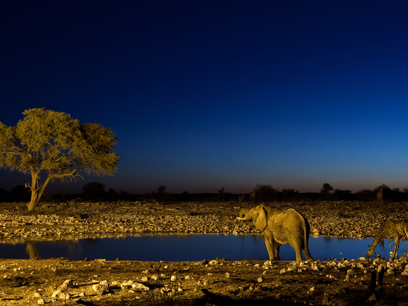 Африканские животные на водопое