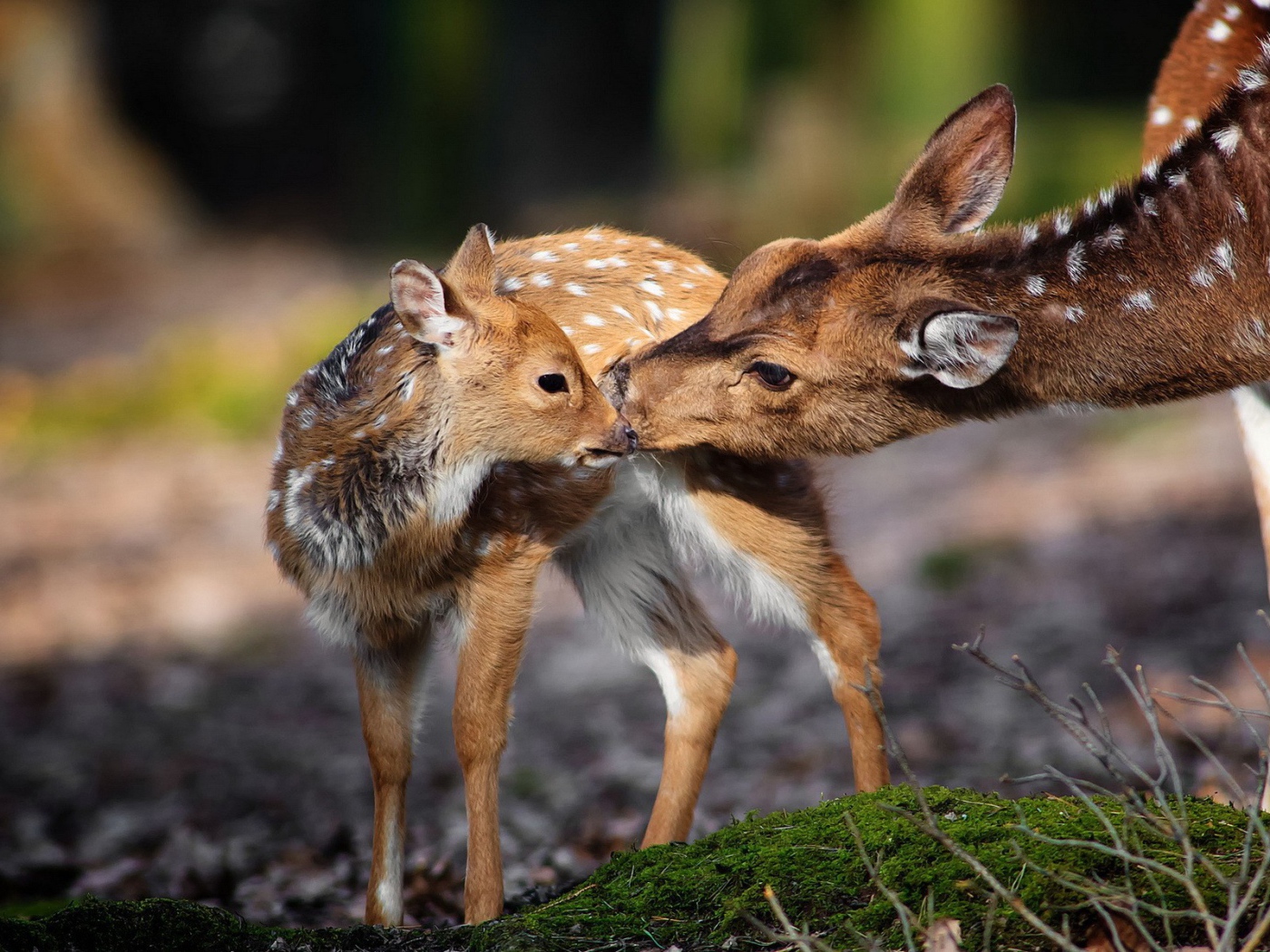 Олениха и ее ребенок
