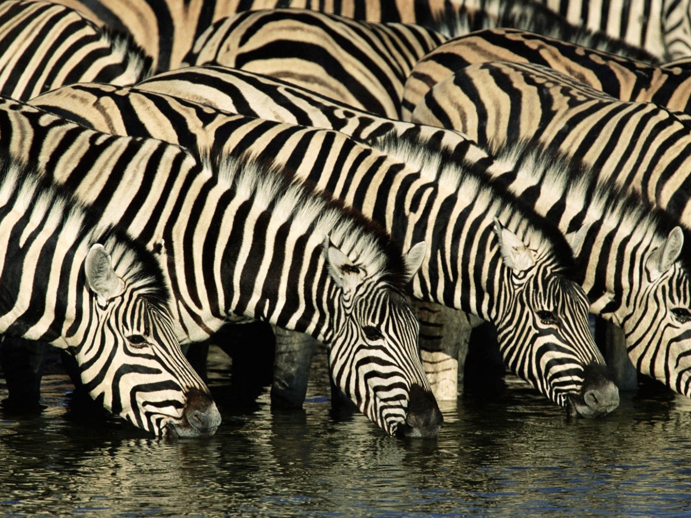 Зебры на водопое