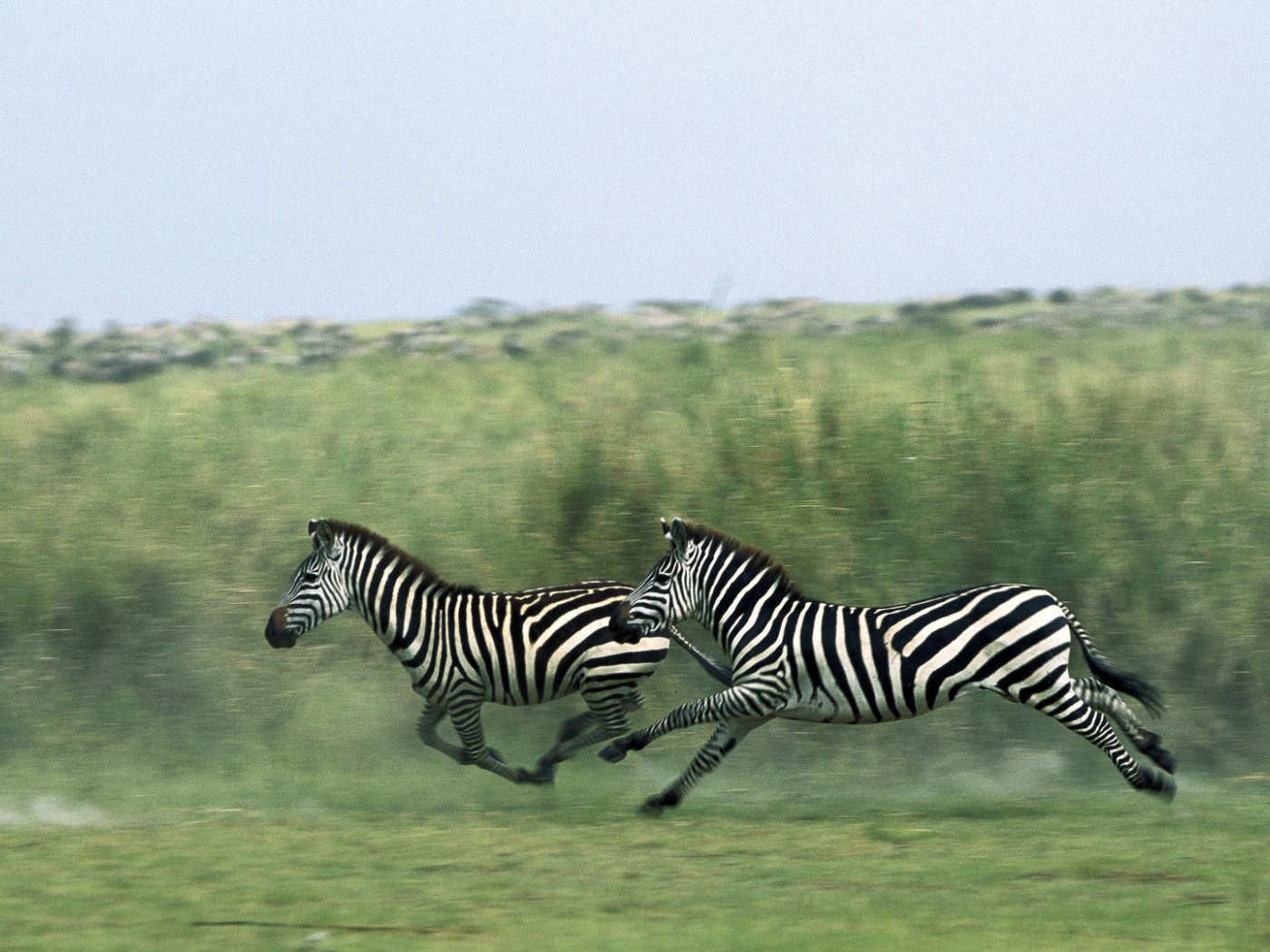 Зебры бегут