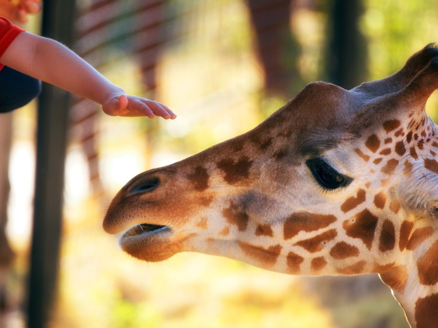 Голова жирафа и рука ребенка