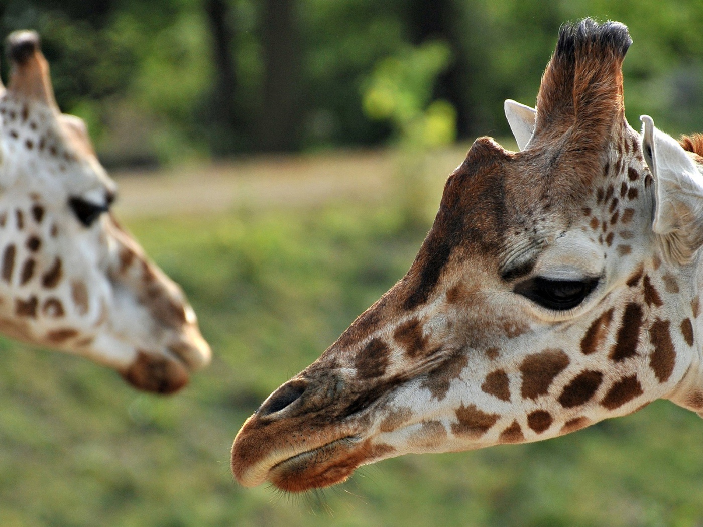 Портрет Жирафа