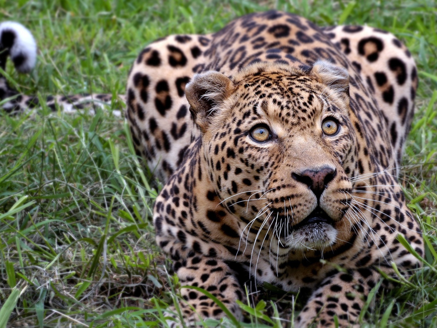 Африканский леопард