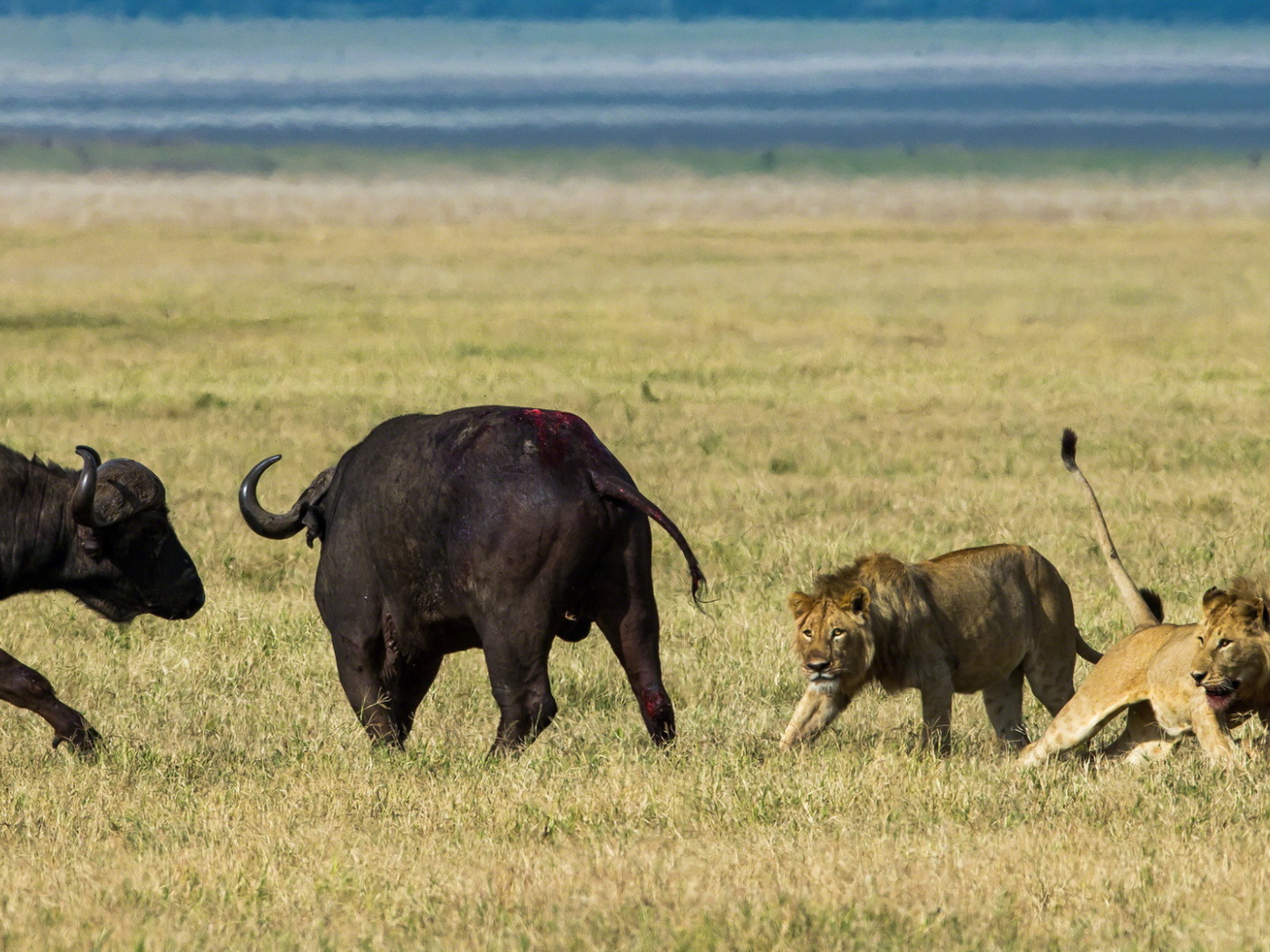 Львы на охоте