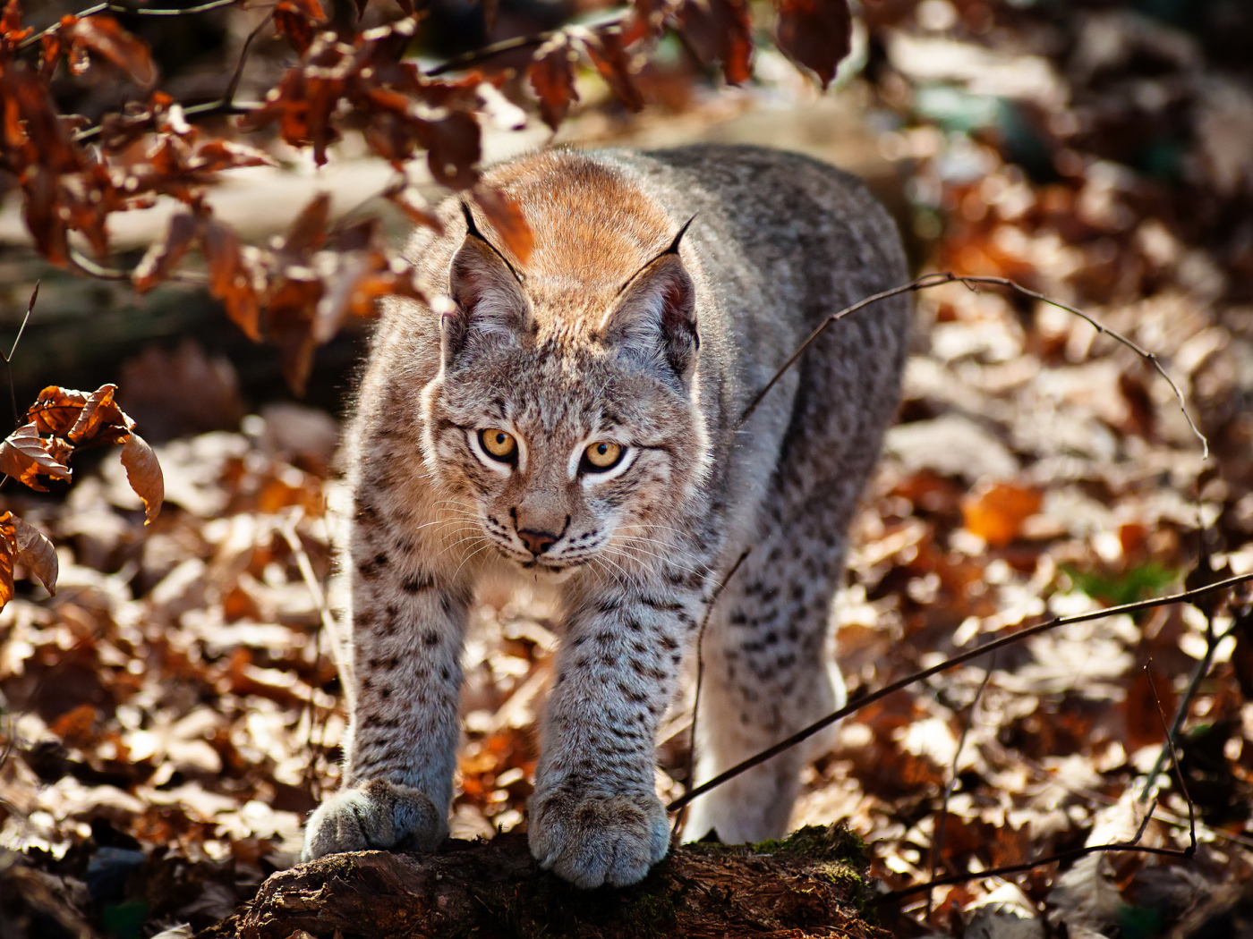 Рысь в осеннем лесу