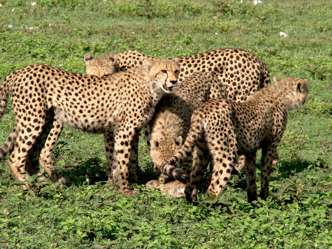 The family of cheetahs