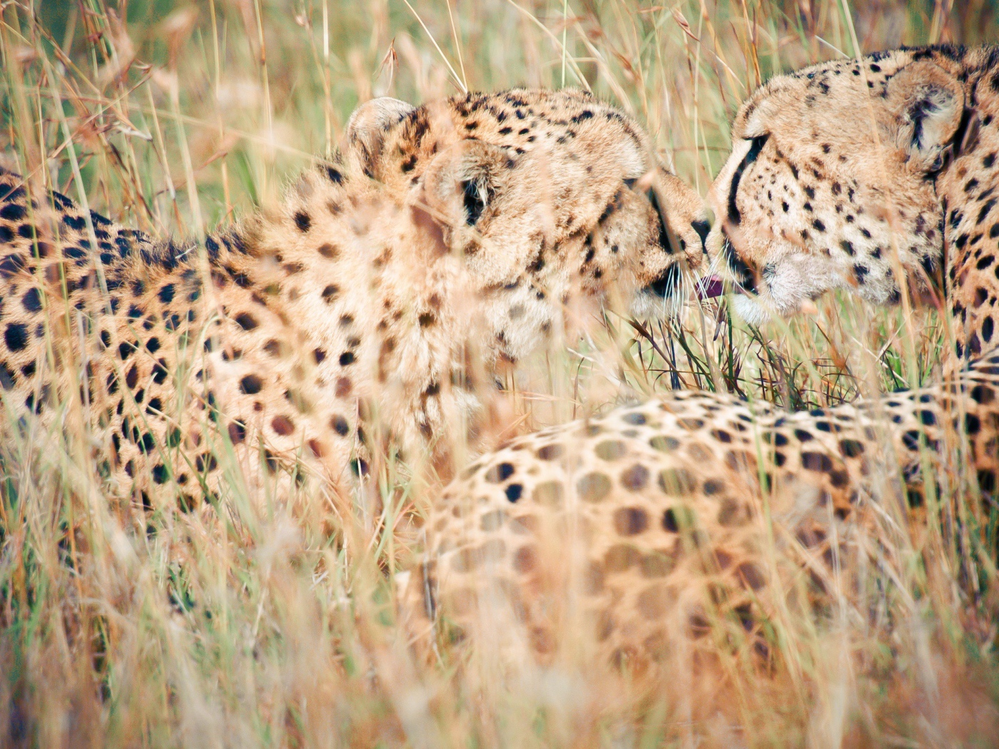 Дикий поцелуй