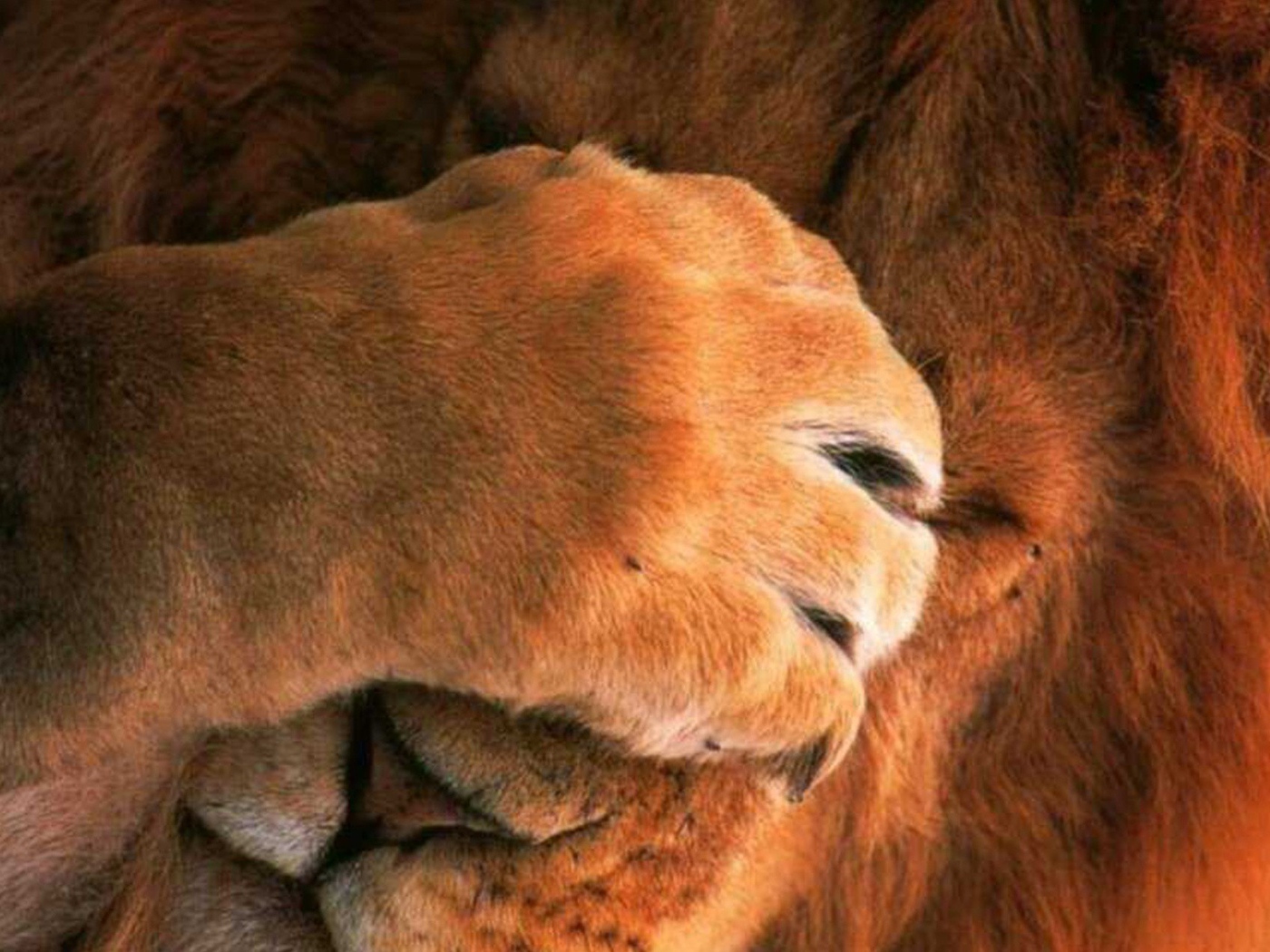Лев закрыл глаза лапой
