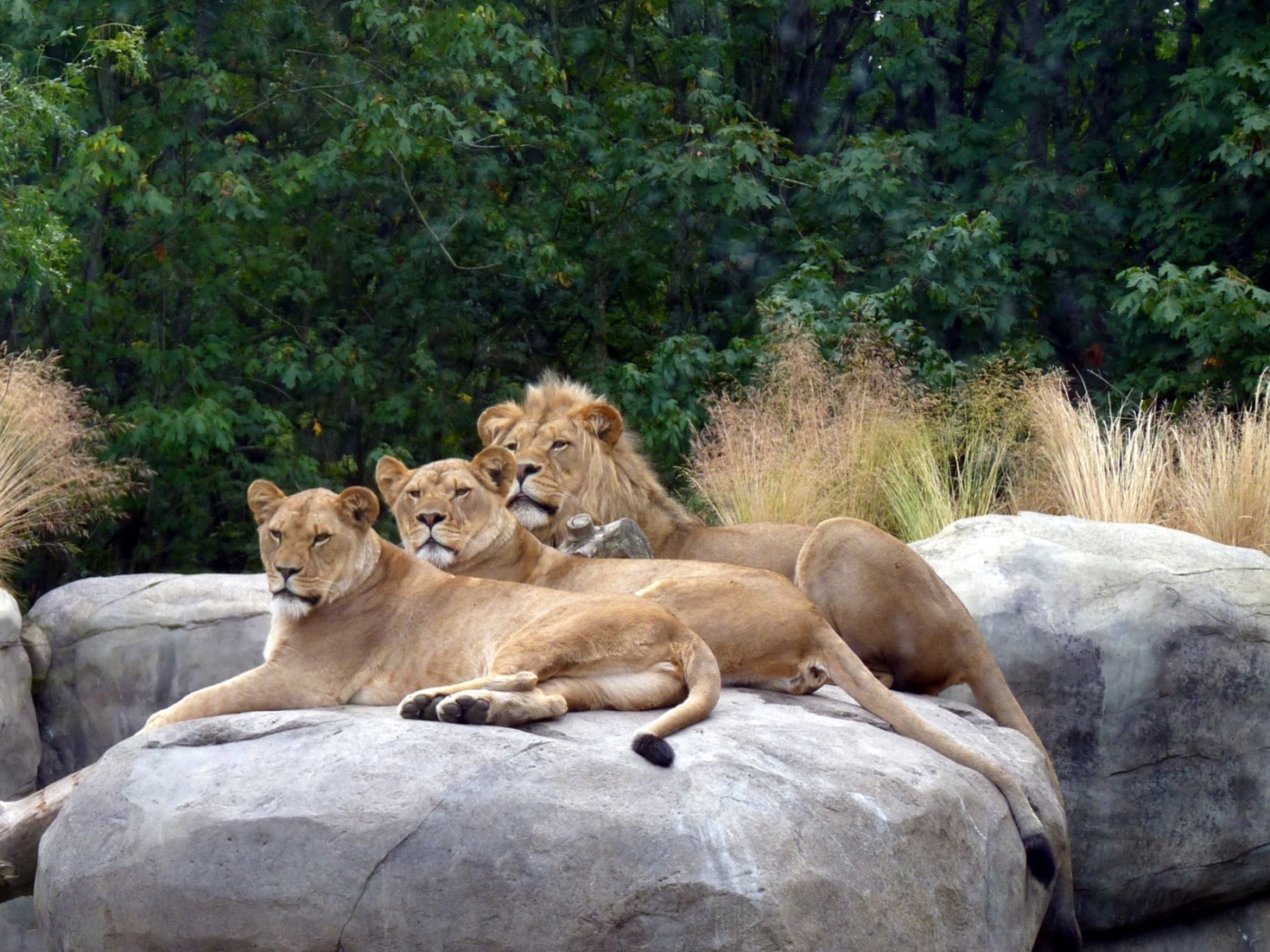 Львы в зоопарке