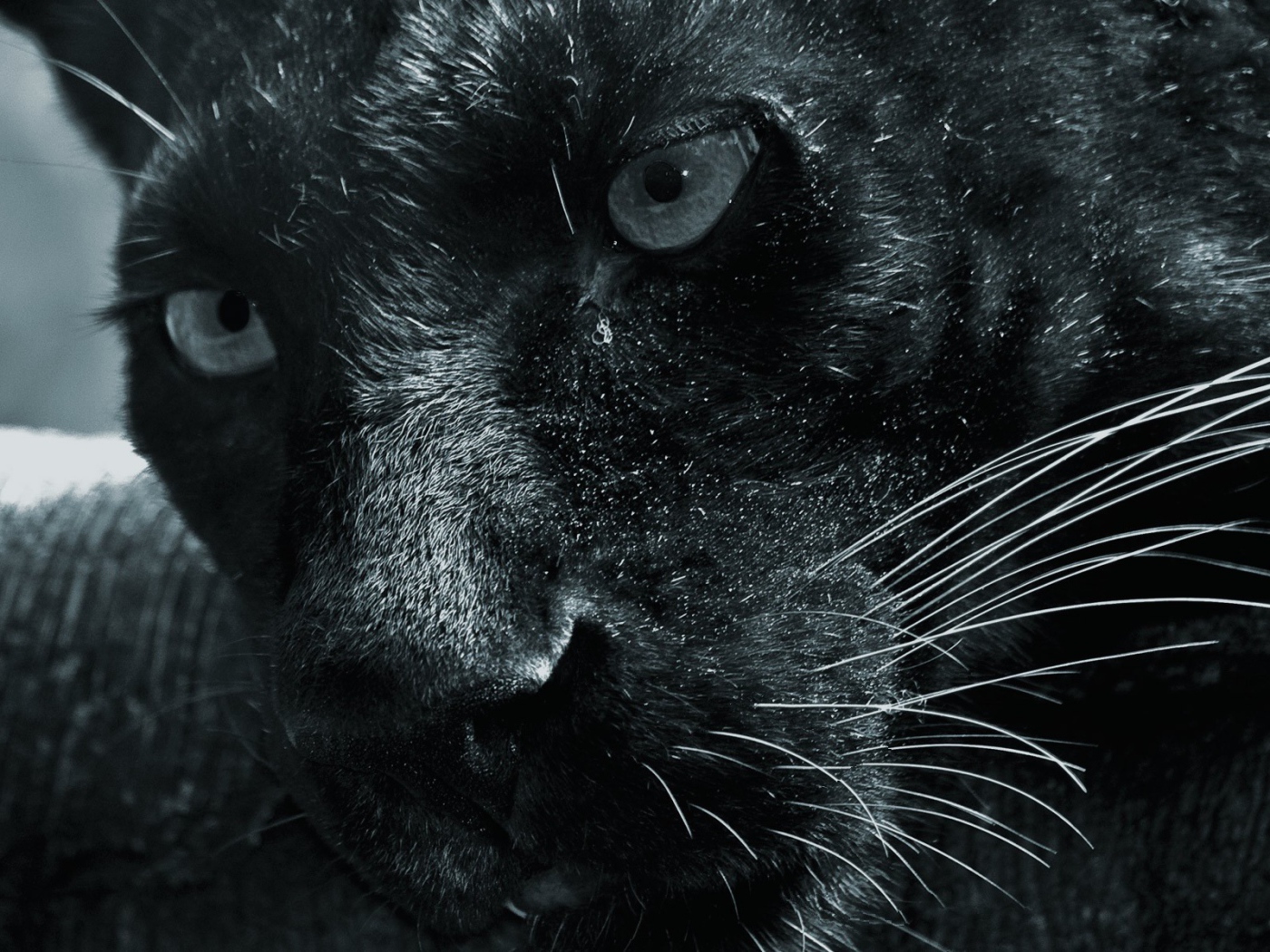 Морда черной пантеры