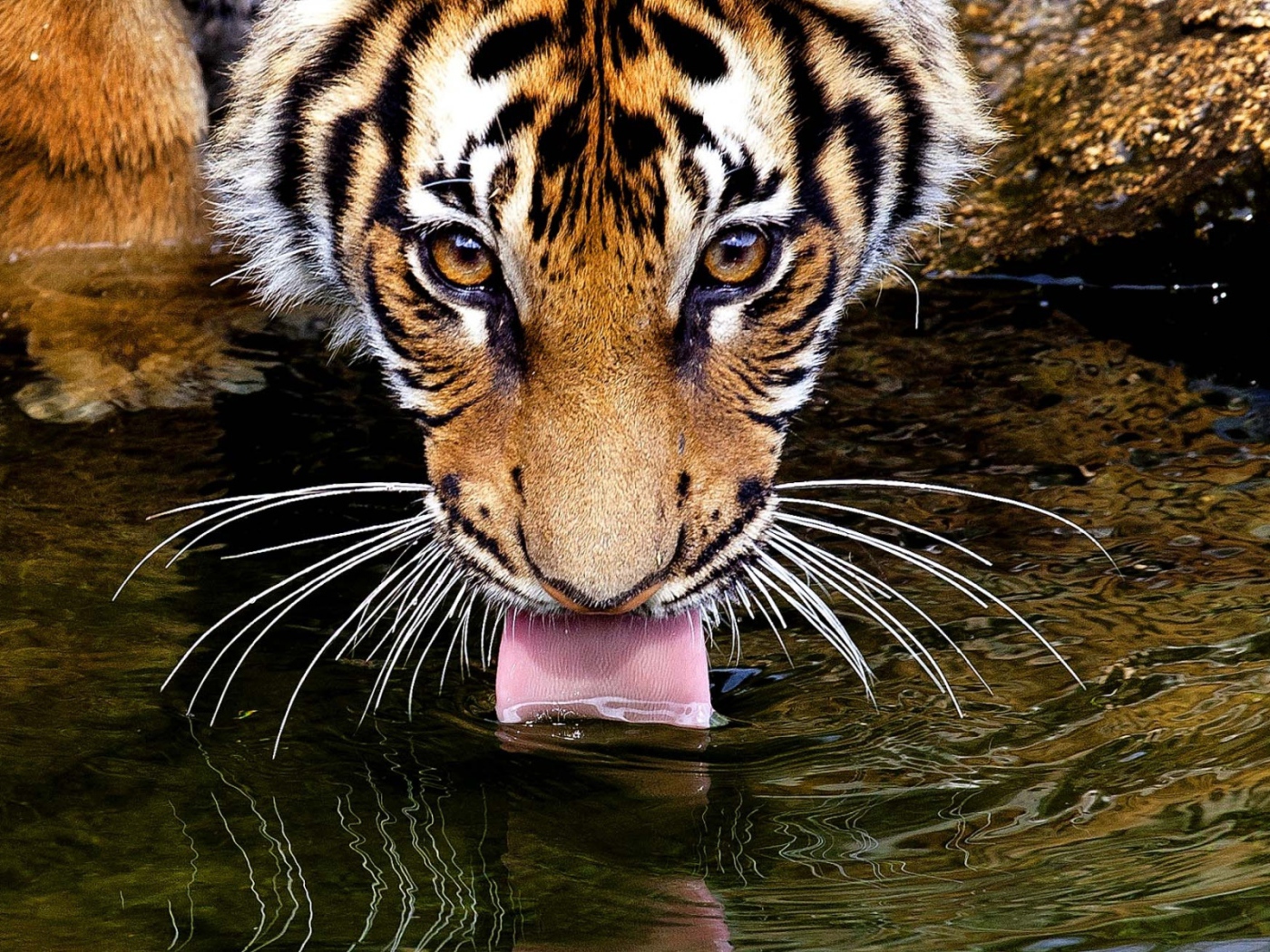 Тигр пьет воду
