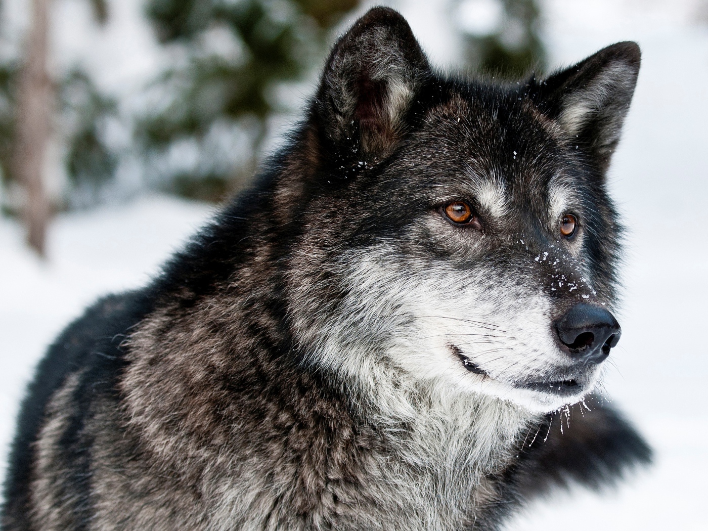 Морда волка