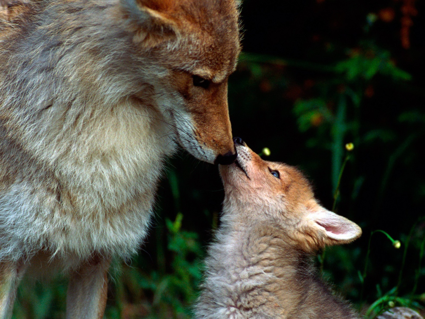 Волчонок просит еды