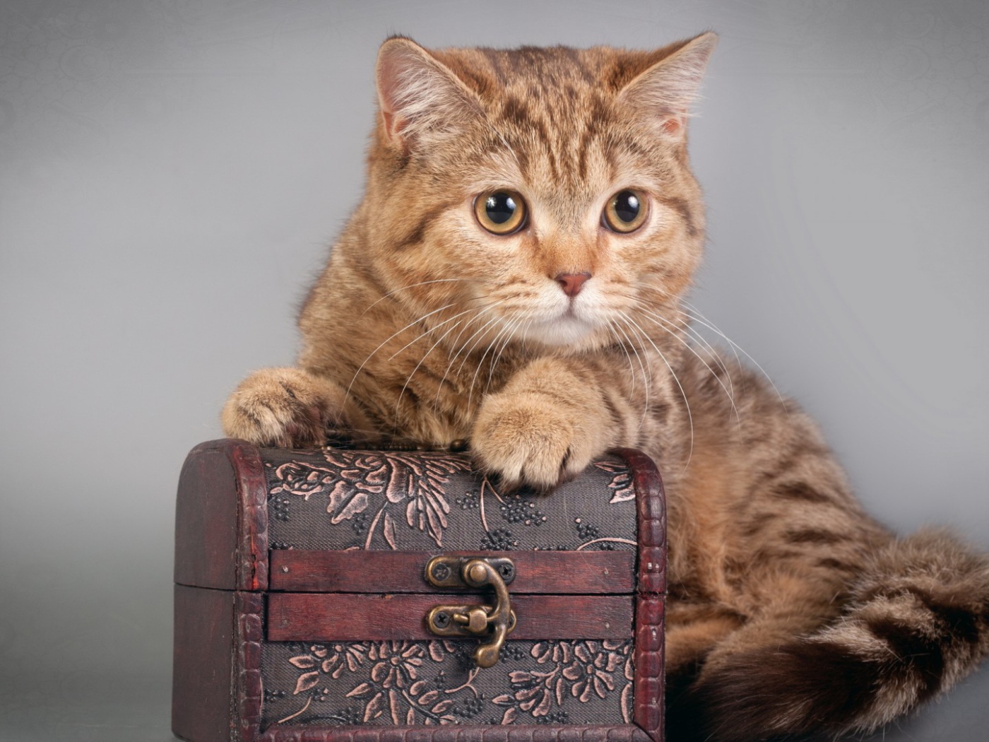 Шкатулка и котёнок