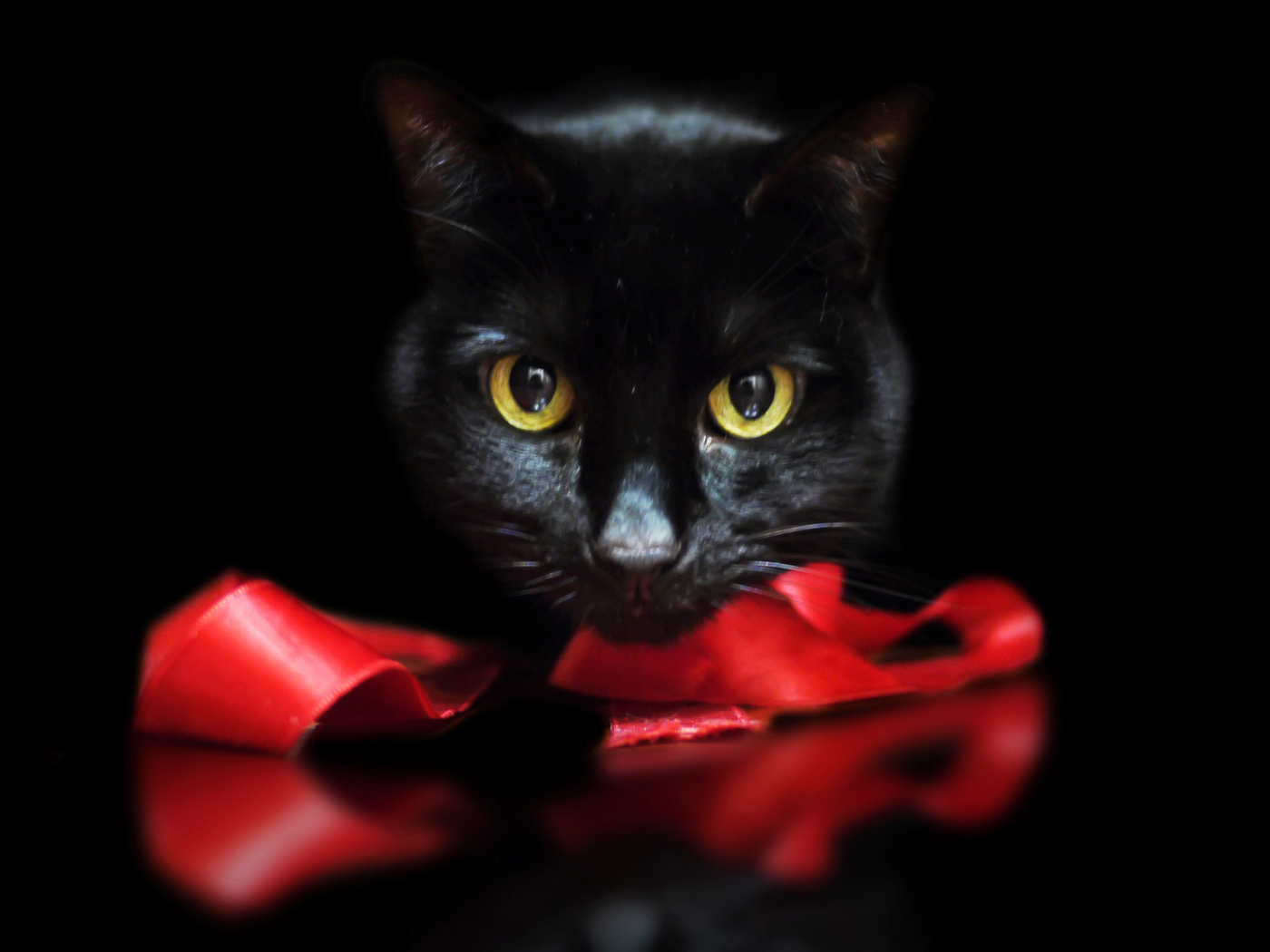 Черный кот с лентой на черном фоне