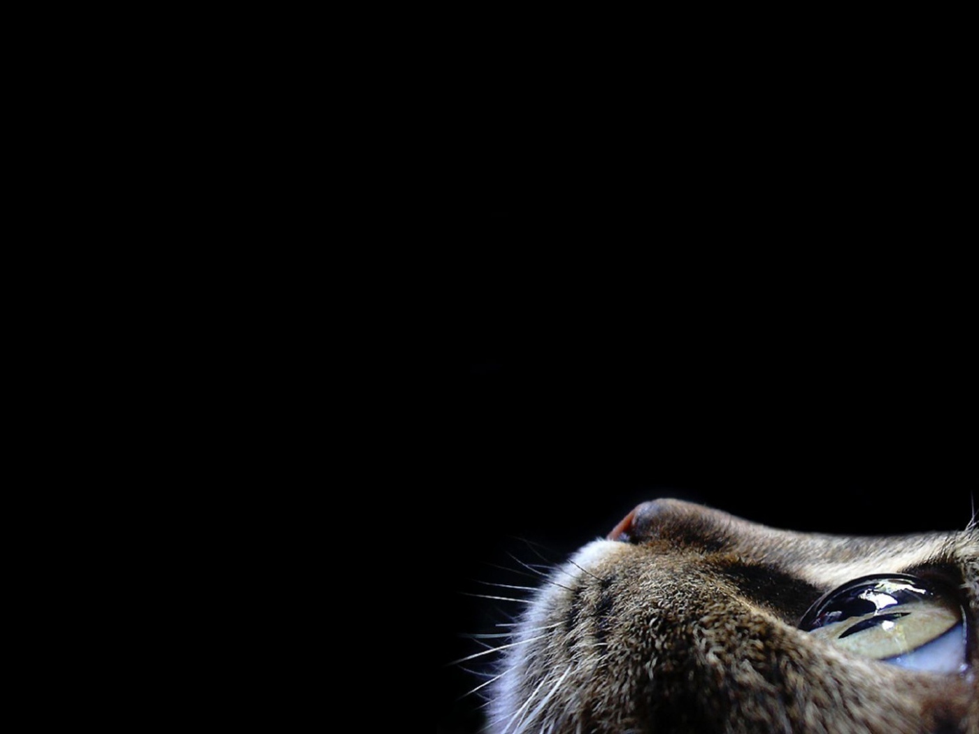 Кот смотрит вверх на черном фоне