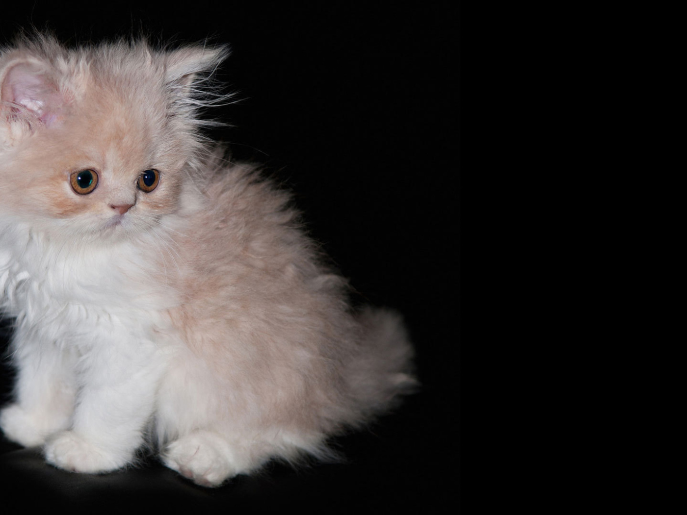 Пушистый котенок на черном фоне
