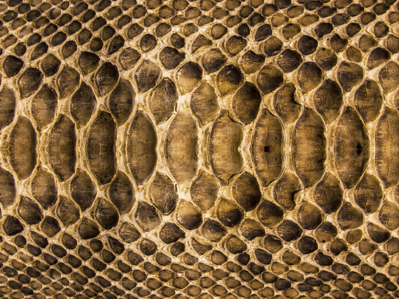 Змеиная кожа