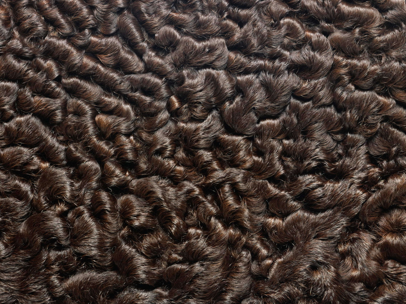 Мех каракуль