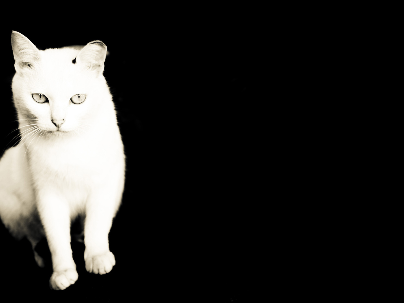 Белый кот на черном фоне