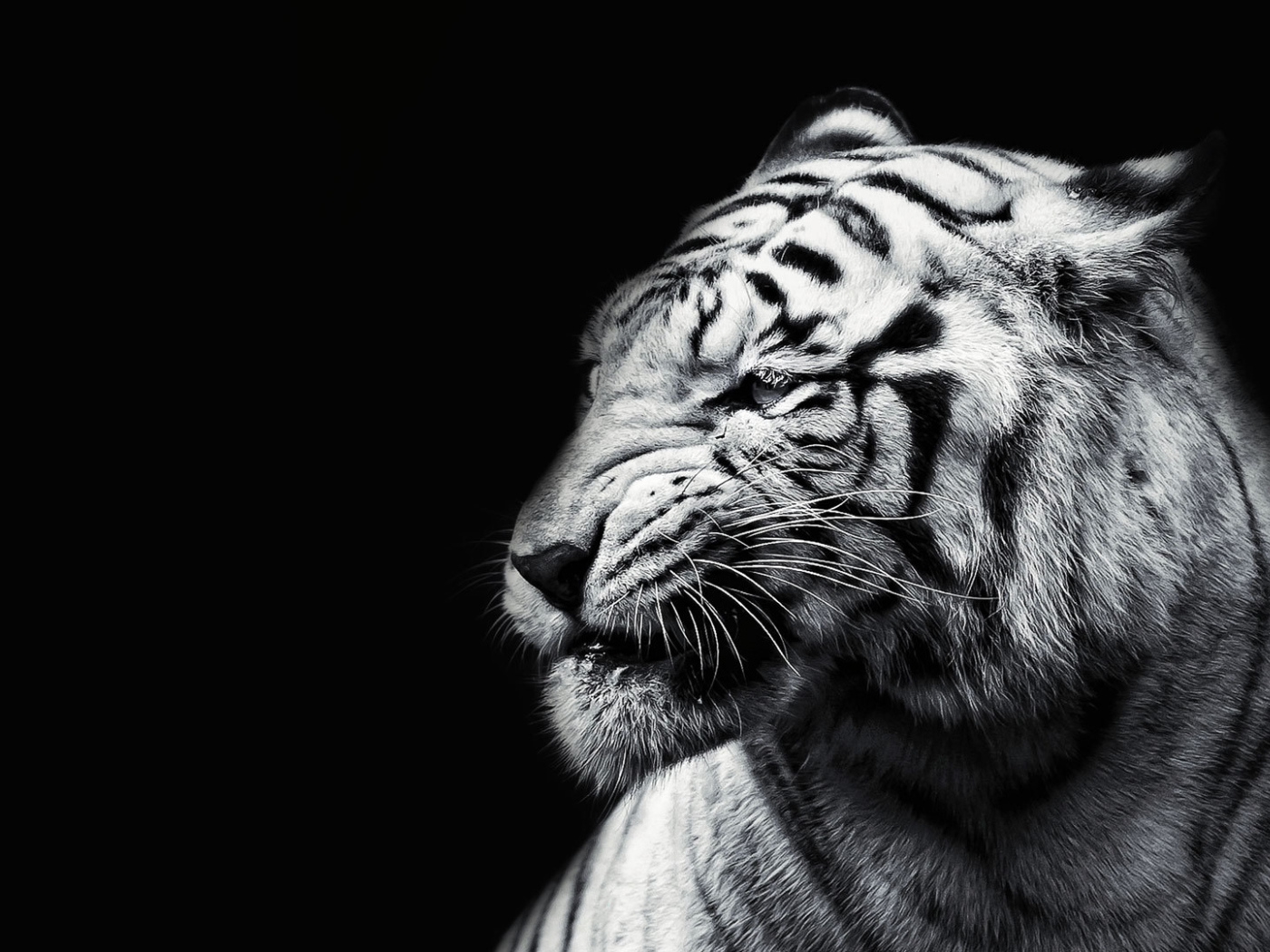 Белый тигр на черном фоне